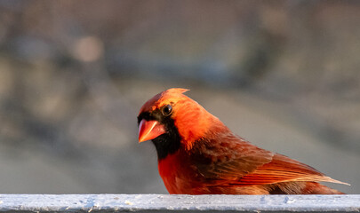 Male cardinal in the winter