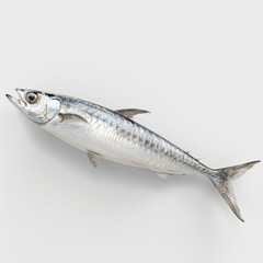 Naklejka premium fish mackerel seafood ocean fresh silver scale fin aquatic animal water marine life finfish sea catch isolated single fish white background close-up healthy raw food 
