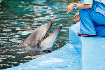 イルカのトレーニング風景
タイトル変更