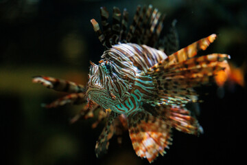 ハナミノカサゴの美しい泳ぎ
タイトル変更