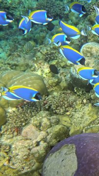 A group of fish swimming in the ocean with a large rock in the background