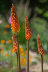 Fackellilie (Kniphofia)