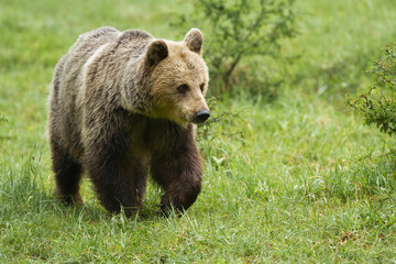 Fototapeta premium Brown bear walking on green grassland in summer nature
