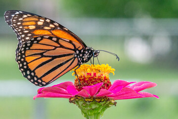 Closeup of orange monarch butterfly perched on bright pink zinnia flower in garden