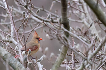 Female cardinal on branch