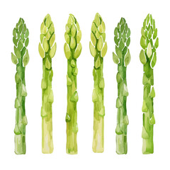 Vector Asparagus simple and minima