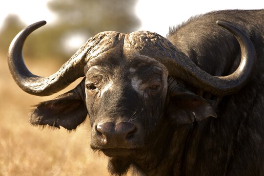 Cape buffalo (Syncerus caffer), Kruger National Park, South Africa, Africa