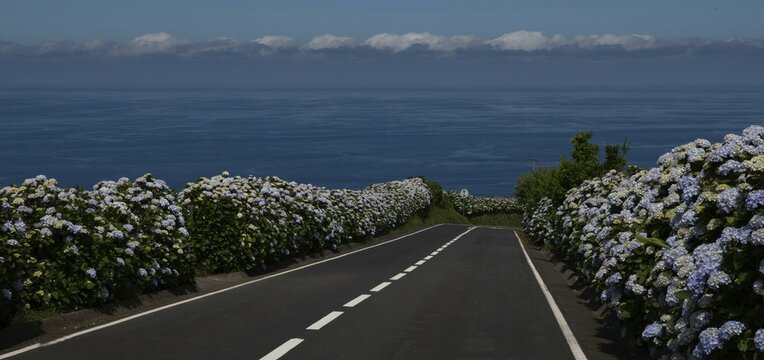 Hydrangea, blooming, azores