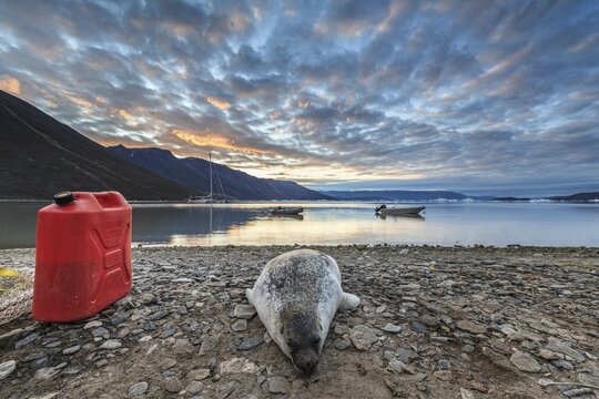 Seal killed by Inuit hunters lying on the shore of a fjord, mountains, Scoresby Sound, East Greenland, Greenland, North America