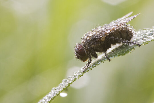 Fly with morning dew
