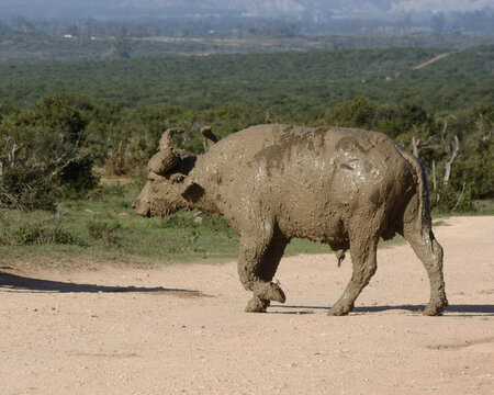 Cape Buffalo (Syncerus caffer), after a mud bath, Addo Elephant National Park, Eastern Cape, South Africa, Africa