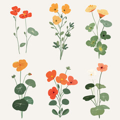 Vector Nasturtium simple and minim