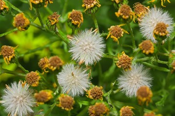 White fluffy plant growing in the Peak District in the English countryside.
