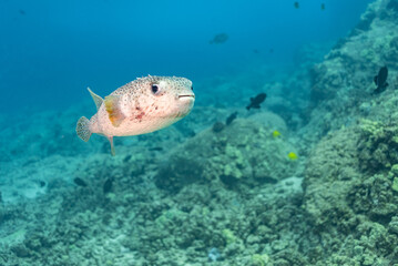 Cute porcupine fish puffer fish swimming in clear blue ocean near reef