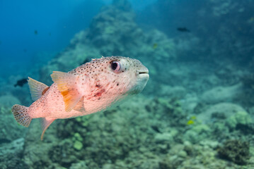 Adorable porcupine fish or puffer fish swimming over reef in clear blue ocean water