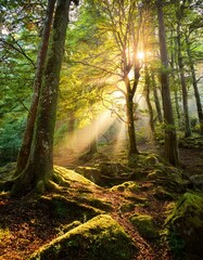 Obraz premium Morning in the forest