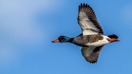 Fototapeta premium Flying bird in sky