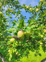 Fresh apples ripening on a tree, bathed in sunlight with vibrant green leaves. Perfect for themes of nature, agriculture, and organic produce.