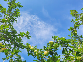 Lush apple trees frame a clear blue sky with wispy clouds, capturing the essence of a serene orchard on a sunny day. Perfect for nature and agriculture themes.