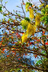 Yellow flower of Golden shower
