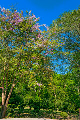 Fototapeta premium Bungor flower blooming