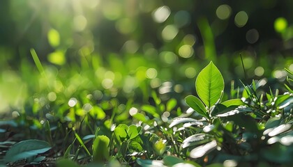 green grass with water drops