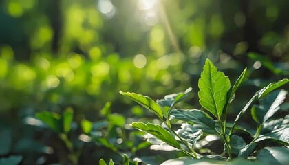 green leaves background