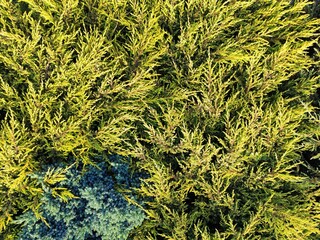 lichen on a rock
