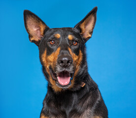 cute dog on an isolated background in a studio shot 