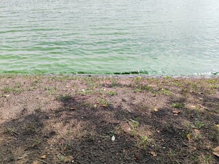 water in the grass