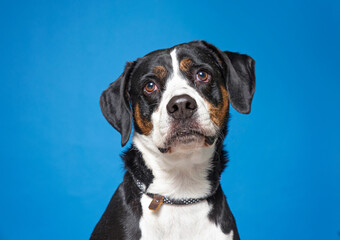 cute dog on an isolated background in a studio shot 