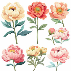 Vector Peony simple and minimalist