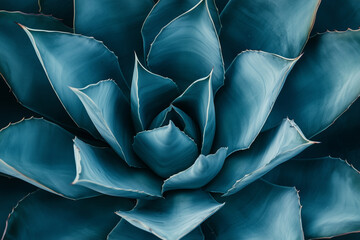 Obraz premium agave leaves in trendy blue colors for design backgrounds