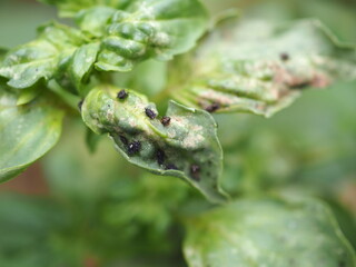 Black aphids on basil leaves. Closeup photo, blurred.