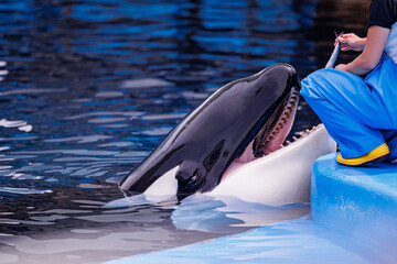 シャチのトレーニング後のご褒美 © ぶっさん