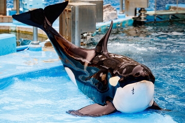 シャチのポージング