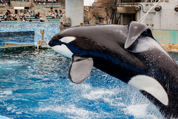 ジャンプするシャチ