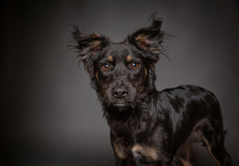Fototapeta premium cute dog on an isolated background in a studio shot 