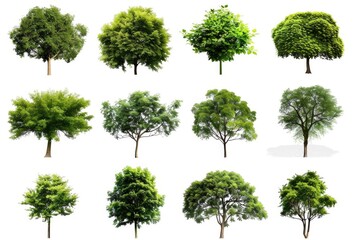 A selection of various trees against a clean white backdrop