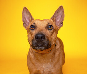 cute dog on an isolated background in a studio shot 