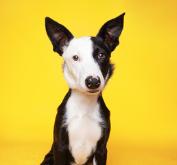 cute dog on an isolated background in a studio shot 