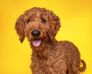 cute dog on an isolated background in a studio shot 