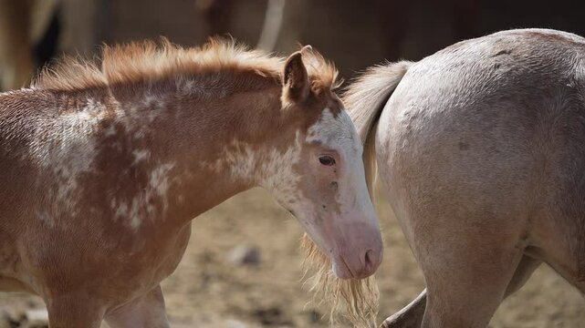 Close up of young horse following another in slow motion.