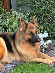 german shepherd dog in a garden