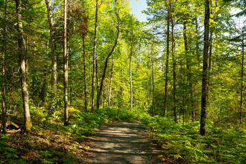 Fototapeta premium Hiking trail.