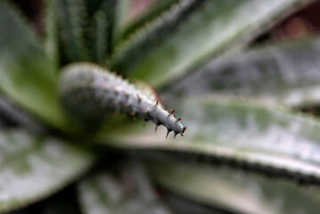 Close-up of spikes of Aloe vera succulent