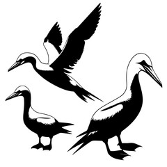 set of silhouettes of birds