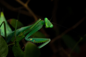 Praying mantis on black background