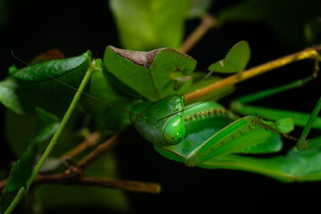 praying mantis hiding among the leaves
