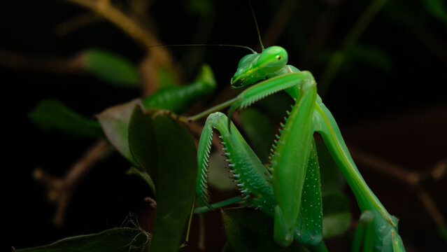 praying mantis on a leaf